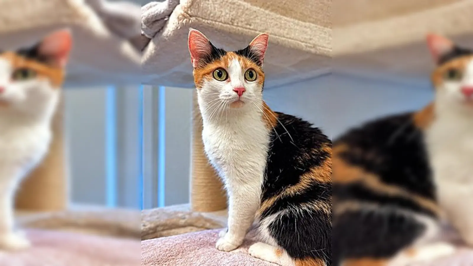 Unsere Europäisch Kurzhaar Katze Mini. (Foto: Tierheim Riem)