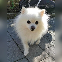 Zwergspitzrüde Kiko. (Foto: Tierheim Riem)