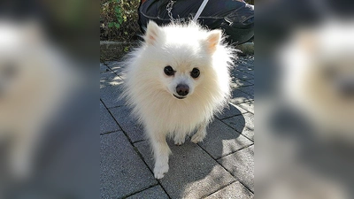 Zwergspitzrüde Kiko. (Foto: Tierheim Riem)