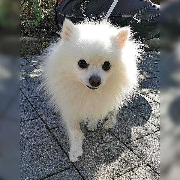 Zwergspitzrüde Kiko. (Foto: Tierheim Riem)