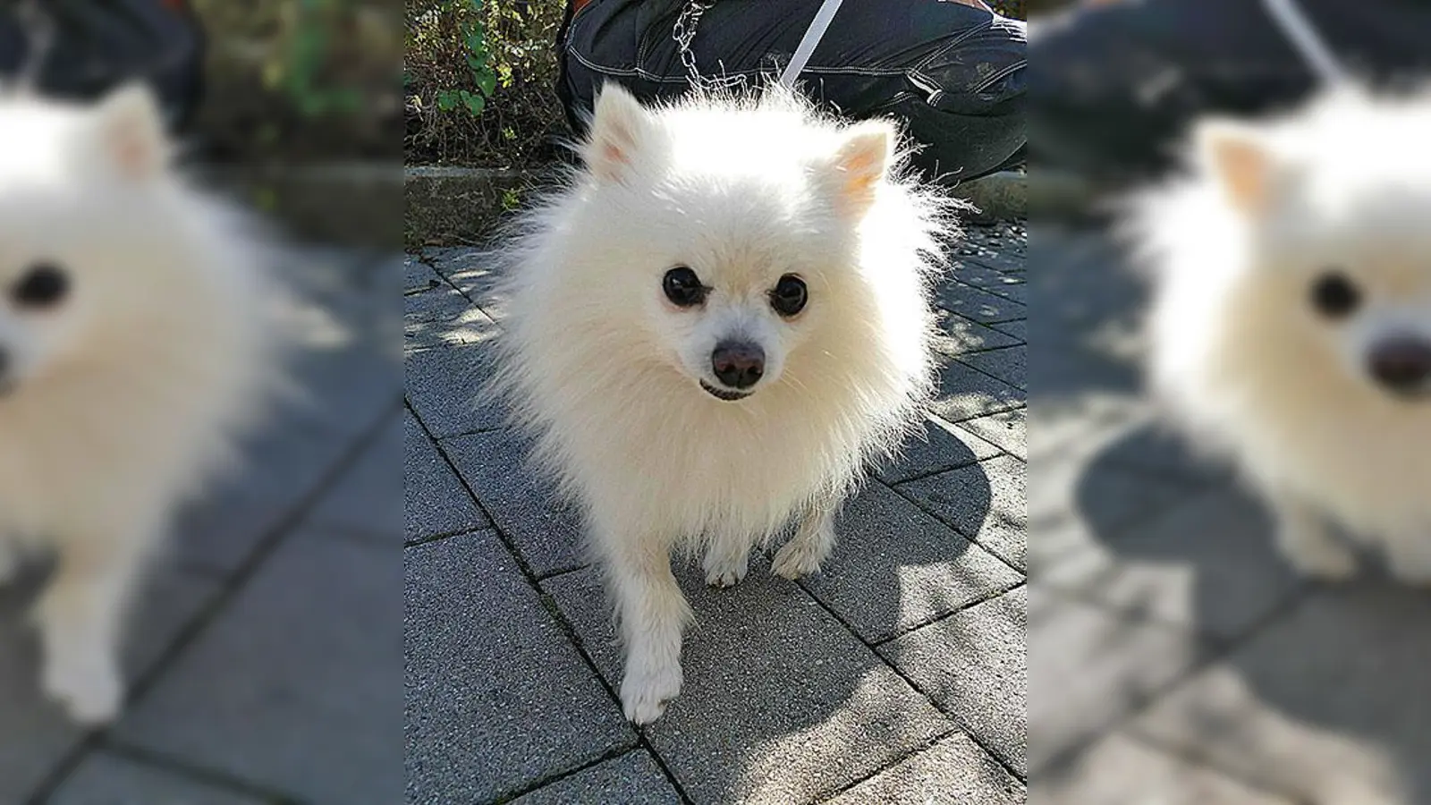 Zwergspitzrüde Kiko. (Foto: Tierheim Riem)