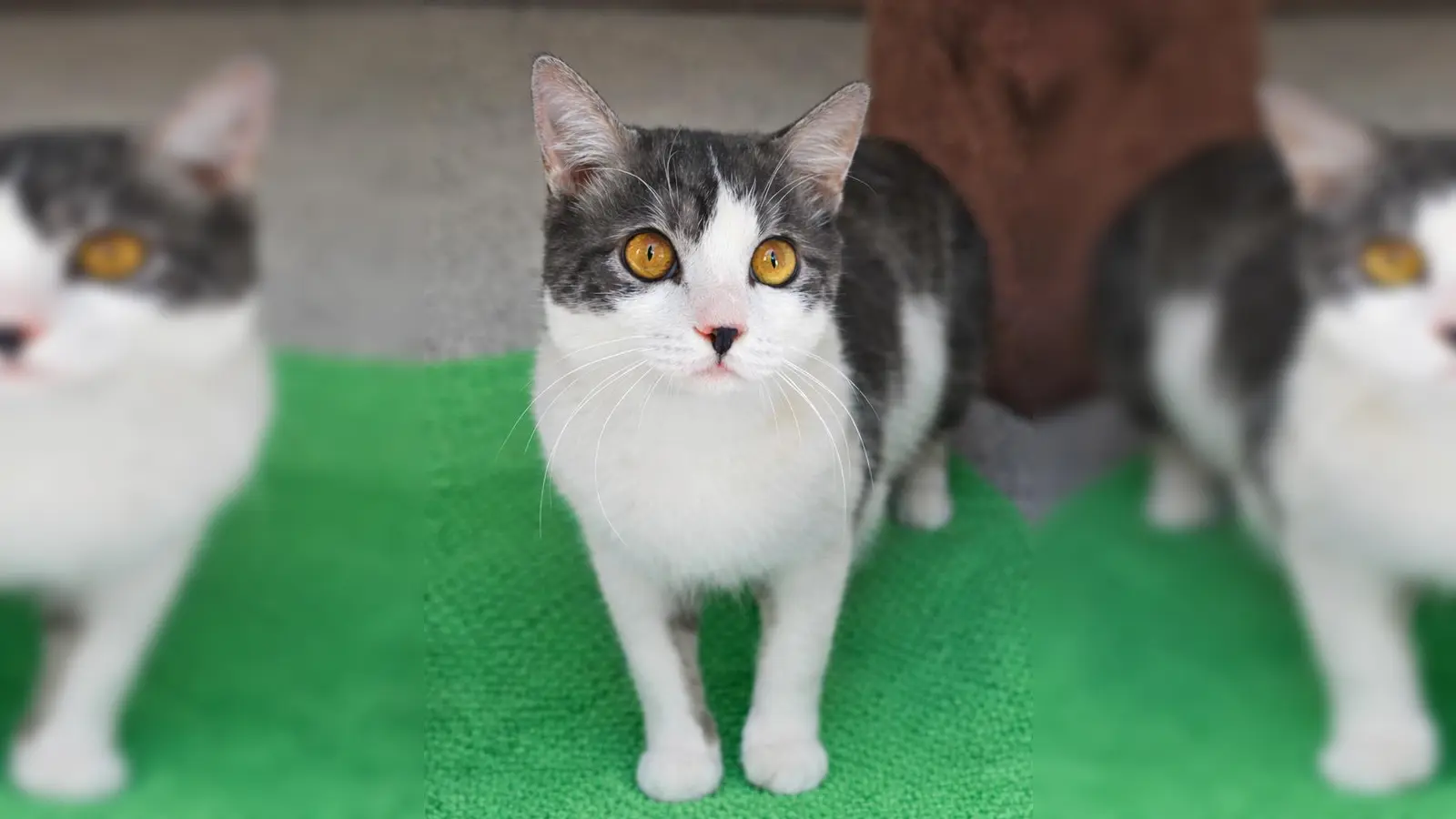 Kater Bernie. (Foto: Tierheim Riem)