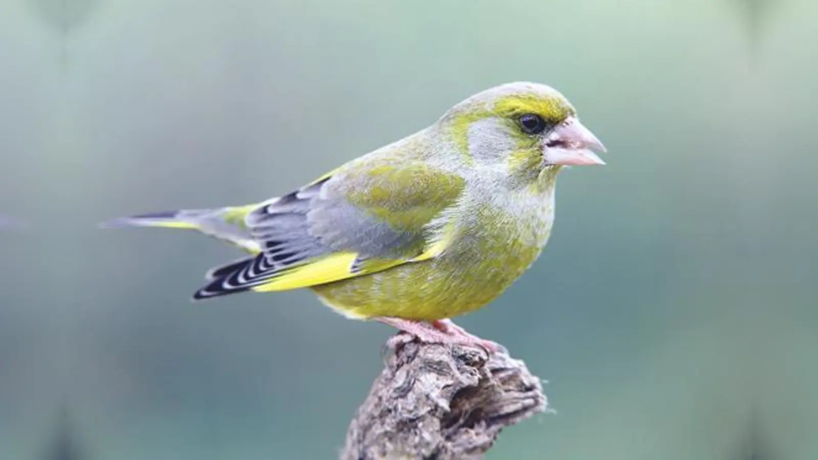 So sieht ein Grünfink aus.	 (Foto: Frank Derer/LBV-Archiv)