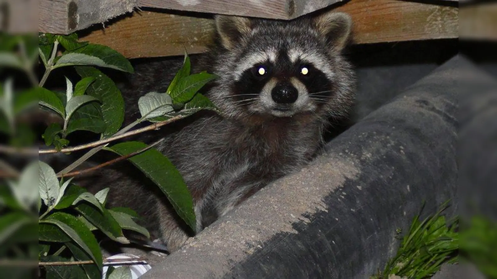 In einigen Bundesländern hat sich der Waschbär zur Plage entwickelt. Eine EU-Verordnung soll diese nun eindämmen. (Foto: F.H.M./pixelio.de)