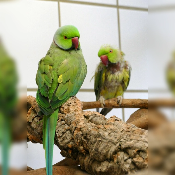 Halsbandsittichpärchen Bingo und Achmed. (Foto: Tierheim Riem)