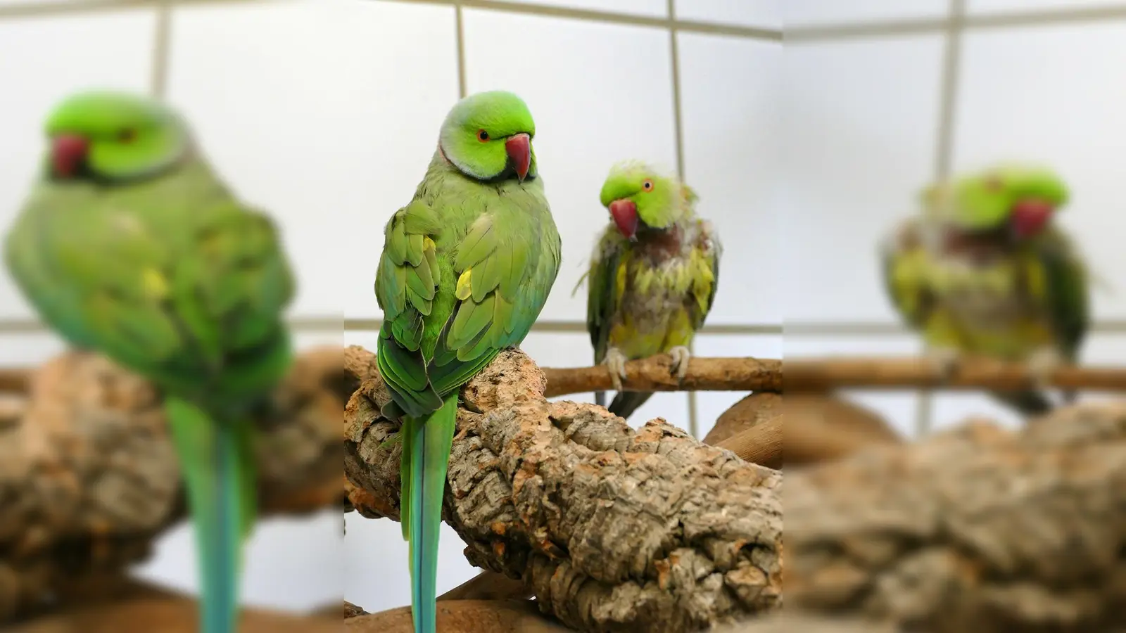 Halsbandsittichpärchen Bingo und Achmed. (Foto: Tierheim Riem)