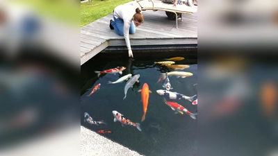 Beim Koi findet man eine breite Palette an Farbkombinationen. (Foto: pi)