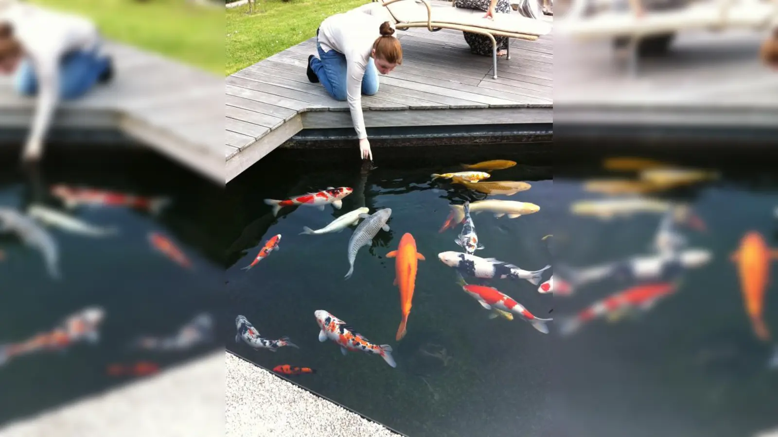 Beim Koi findet man eine breite Palette an Farbkombinationen. (Foto: pi)