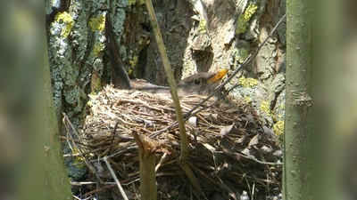 Der LBV klärt auf, wie mit Vogelnestern umgegangen werden soll. In der Regel gilt, Hände weg. (Foto: Richard Fischer)