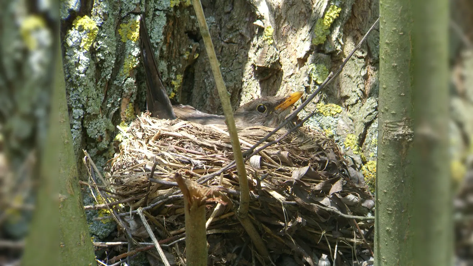 Der LBV klärt auf, wie mit Vogelnestern umgegangen werden soll. In der Regel gilt, Hände weg. (Foto: Richard Fischer)