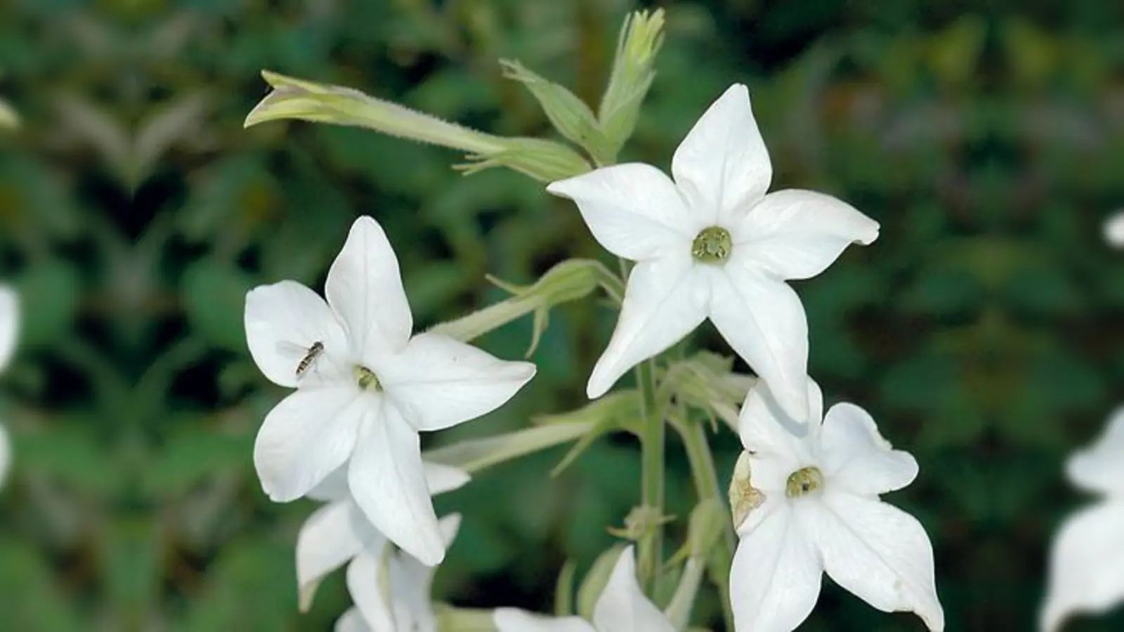 Der Flügel-Tabak entfaltet erst am Abend seine ganze Pracht.	 (Foto: Ehrentraud Bayer)