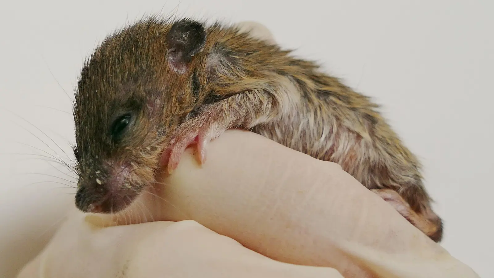 „Die erwachsenen Wildratten in unserer Wildtierabteilung sind unmöglich vor die Linse zu bekommen. Keine Chance auf ein scharfes Foto”, lacht Kristina Berchtold. „Aber ihre Babys sind noch nicht so mobil.” Dieses kleine Kerlchen wird aktuell im Tierheim gepäppelt. (Foto: Tierschutzverein München)