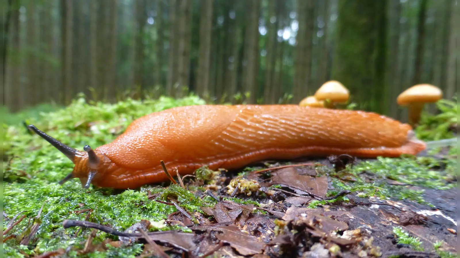 Die Kapuzinerschnecke, auch als Spanische Wegschnecke bekannt, ist robuster als andere Nacktschneckenarten. (Foto: Tierschutzverein München)