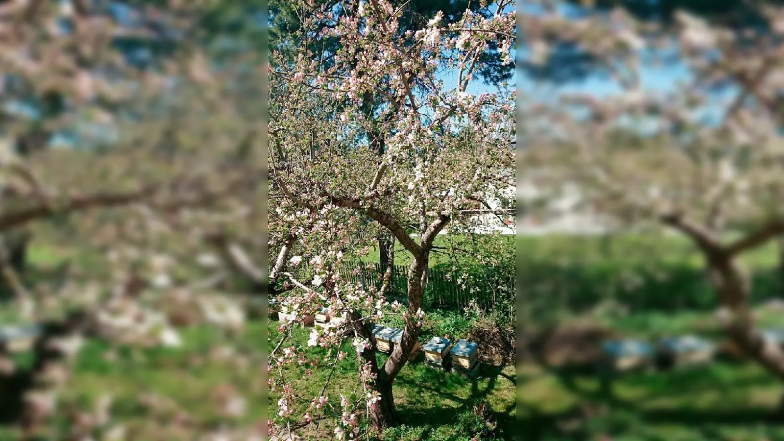 Ein blühender Apfelbaum  Balsam für die Seele.	 (Foto: privat)