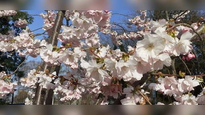 Das ÖBZ lädt dazu ein, mal innezuhalten, die Natur zu beobachten, Bäume zu betrachten und die persönlichen Gedanken dazu in kleinen Gedichten auszudrücken. (Foto: VA)