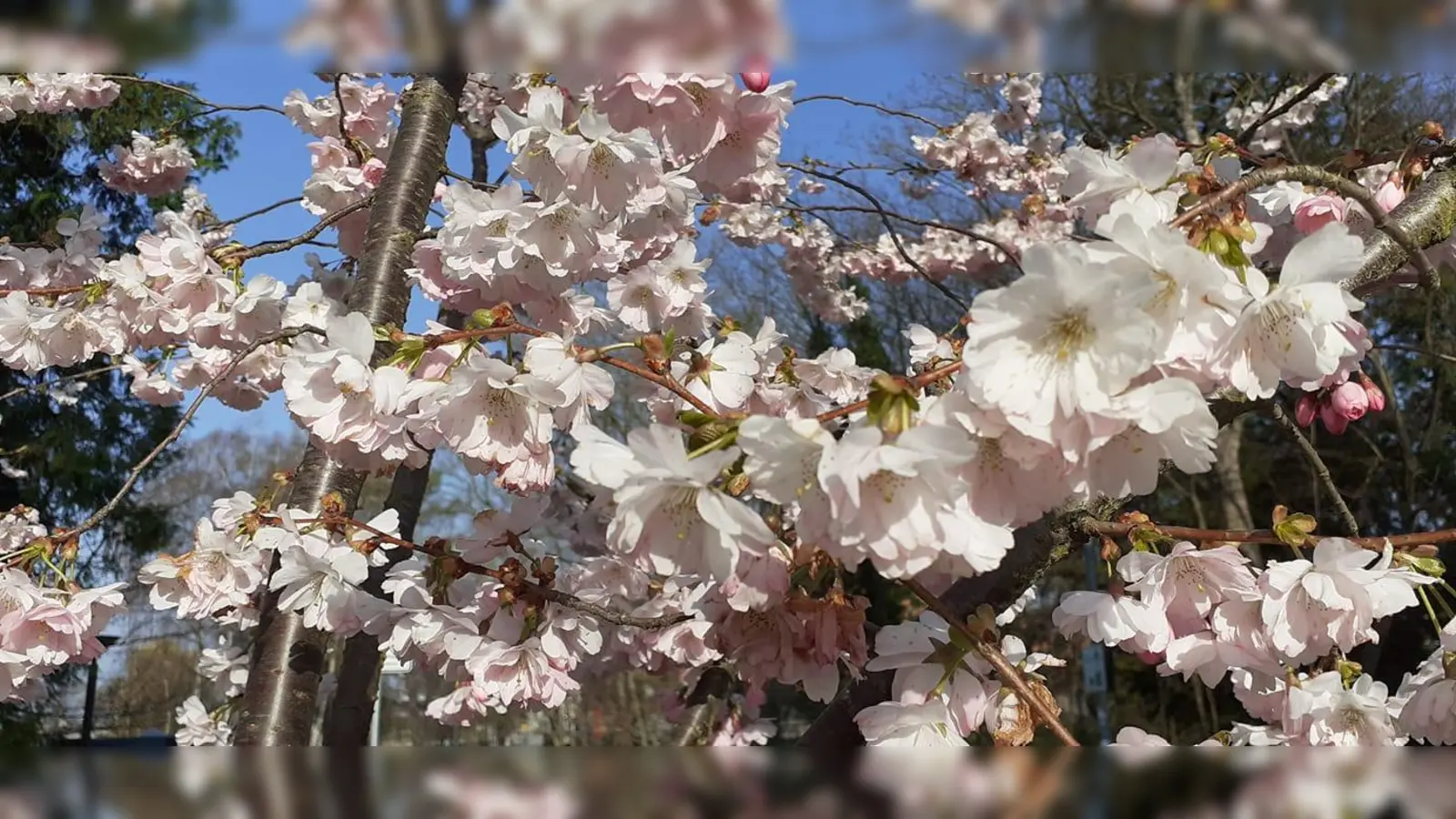 Das ÖBZ lädt dazu ein, mal innezuhalten, die Natur zu beobachten, Bäume zu betrachten und die persönlichen Gedanken dazu in kleinen Gedichten auszudrücken. (Foto: VA)
