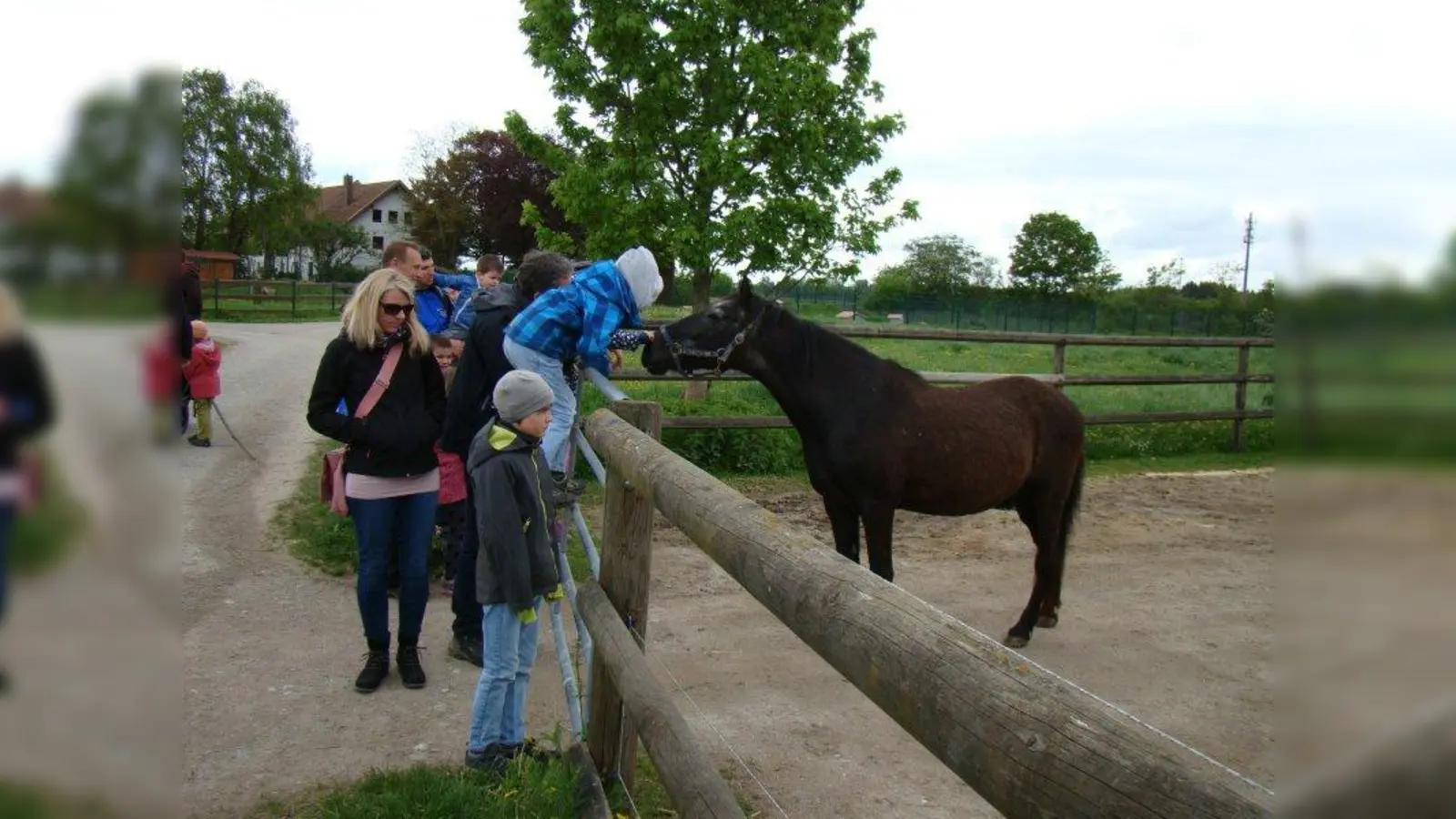 Streicheleinheiten für das zutrauliche Pony. (Foto: pst)