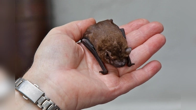 Dieser große Abendsegler wurde von der LBV-Fledermausexpertin Frau Kistler gesund gepflegt.  (Foto:  B. Boehse)