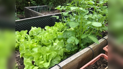 Nicht nur schön, sondern auch gesund: Salat aus dem eigenen Garten. Wie es geht, lernt man hier. (Foto: hw)