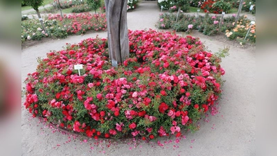 Die Rose gilt als die edelste Blume der Welt. (Foto: VA)