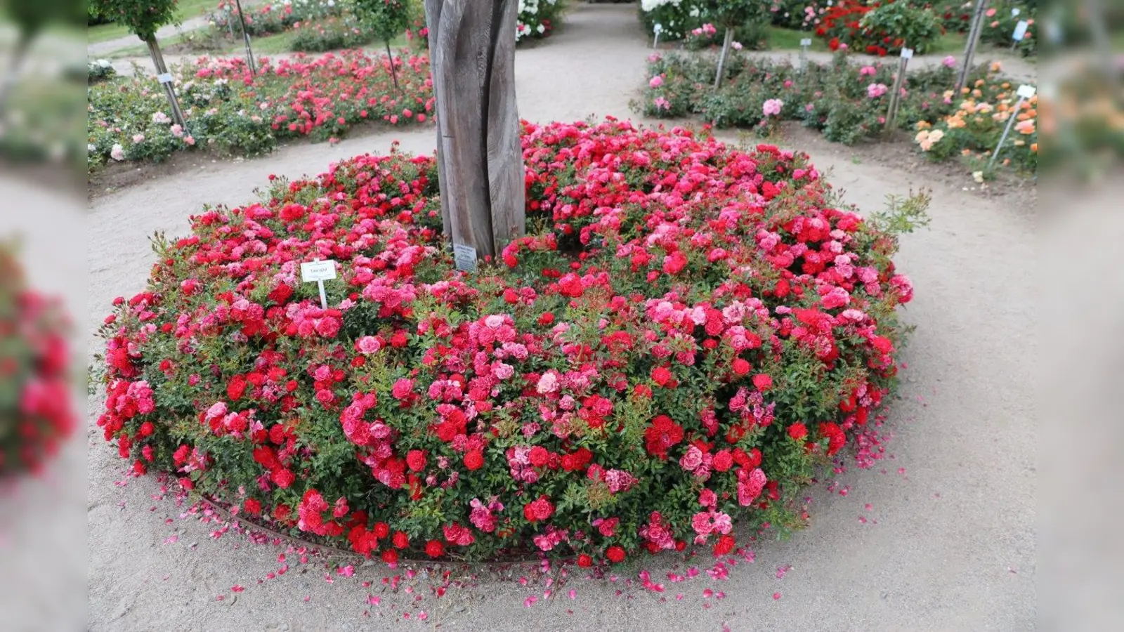 Die Rose gilt als die edelste Blume der Welt. (Foto: VA)