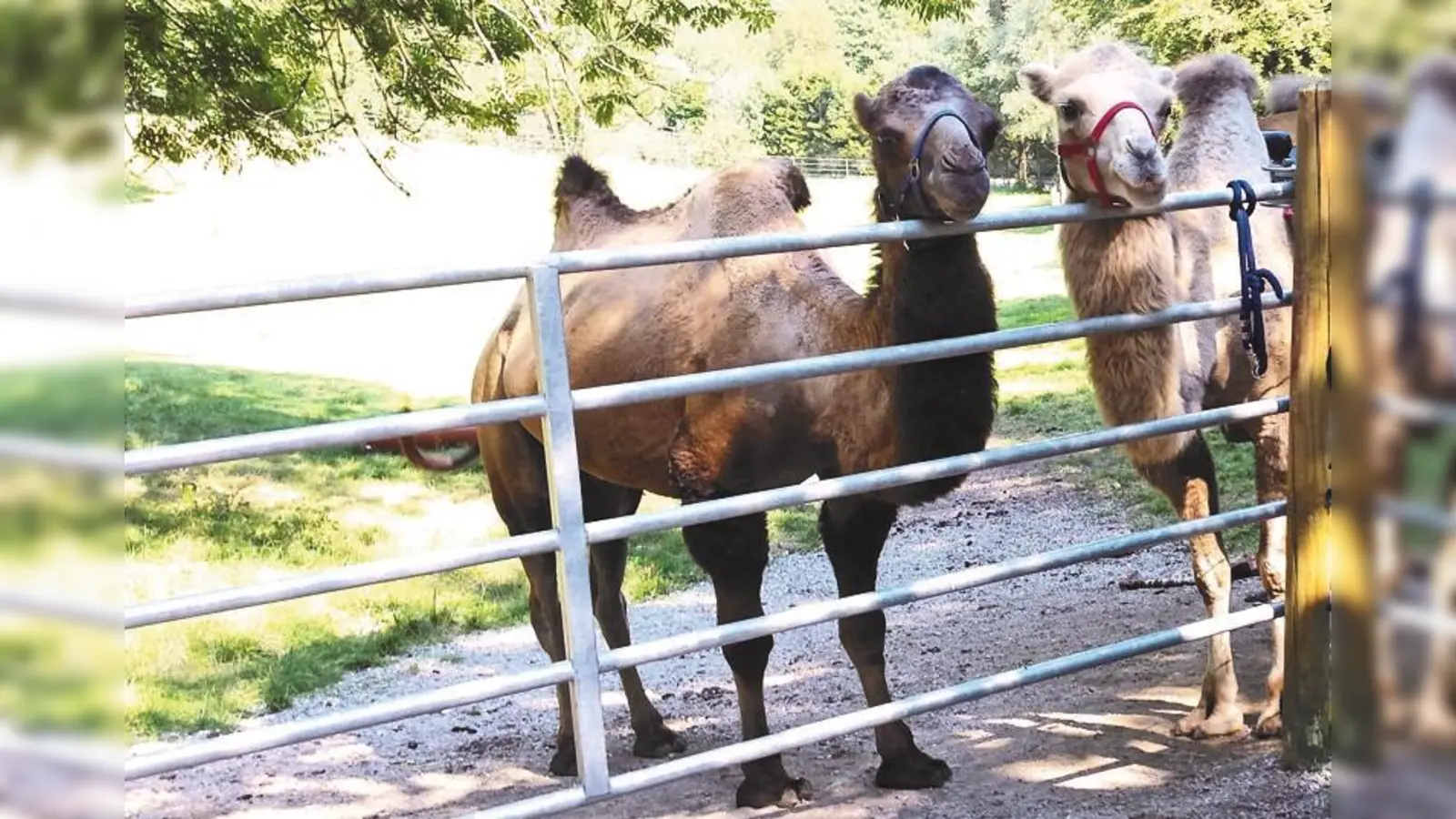 Auch zum Kamelhof in Grub führt eine der Erlebnisfahrten des Stadtjugendamtes. (Foto: eis)