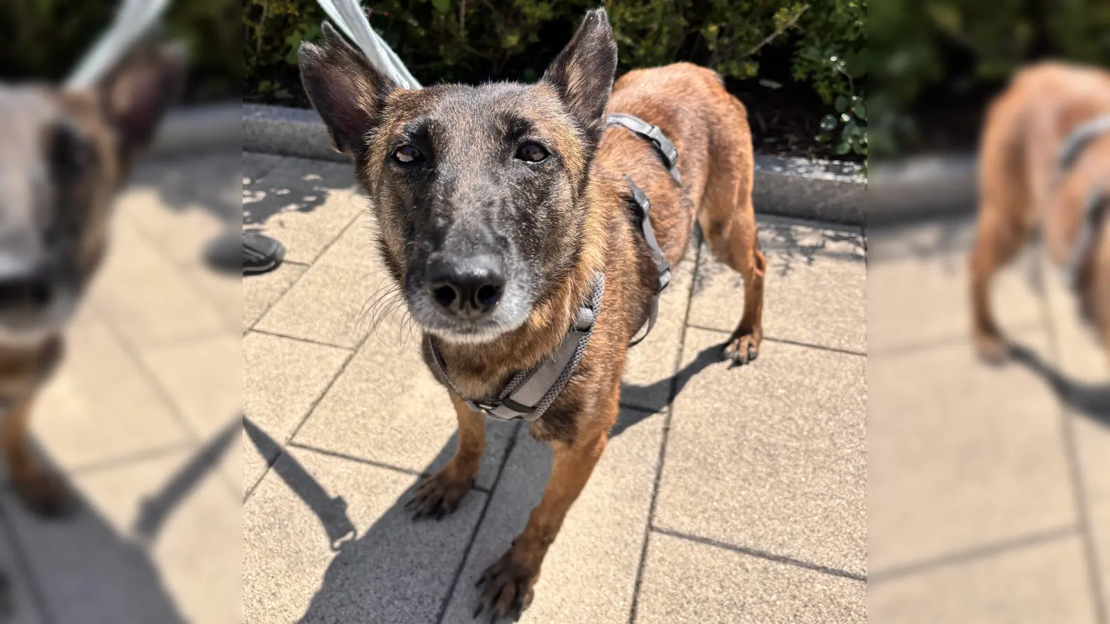 Malinois-Mix Hündin Maeve. (Foto: Tierheim Riem)