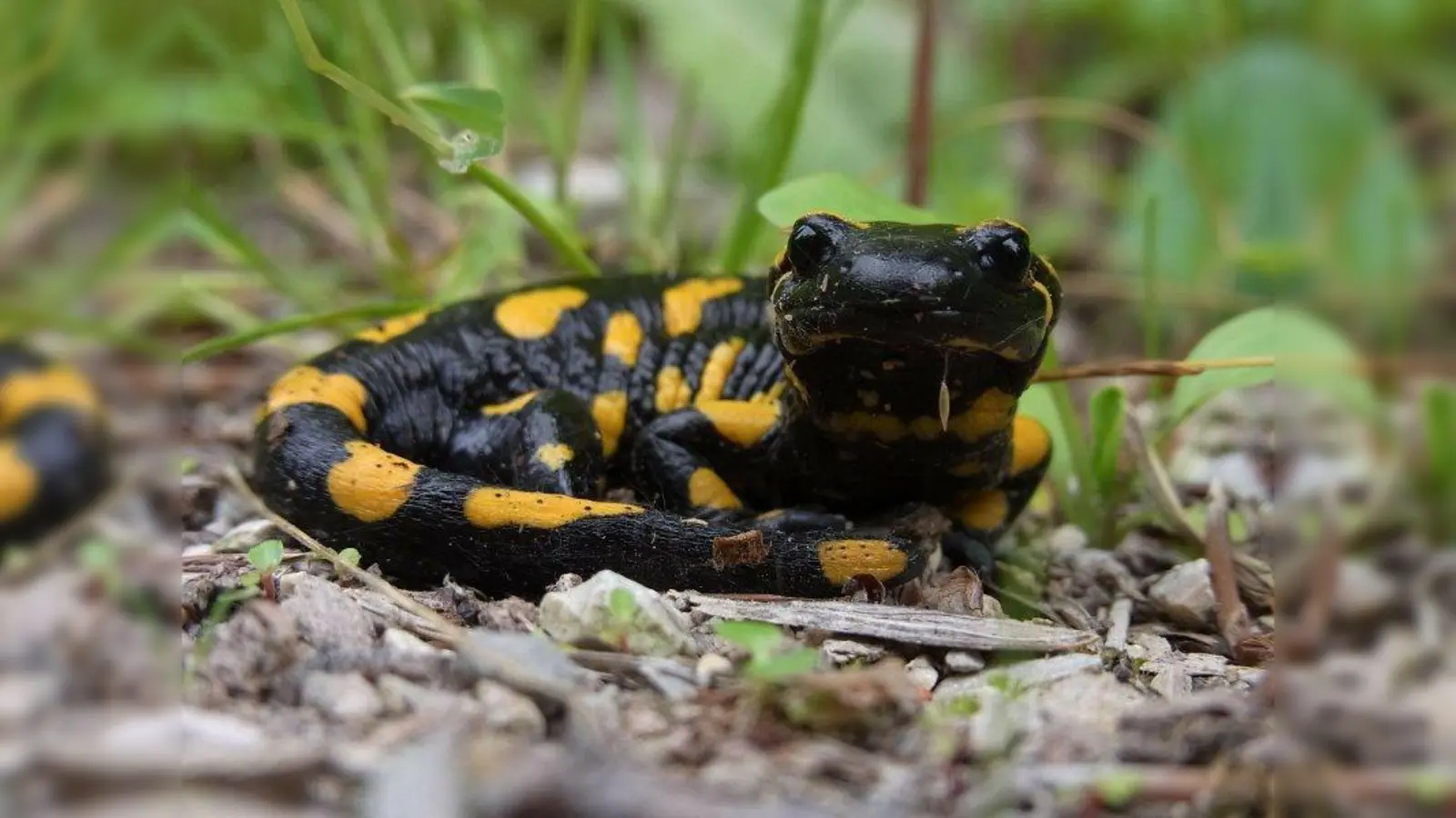 Prächtig anzusehen: der Feuersalamander. (Foto: Harald Matern auf Pixabay)