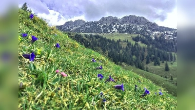Einzigartige Blumenarten lassen sich derzeit auf den Bergwiesen bestaunen.	 (Foto: H. Reiter)