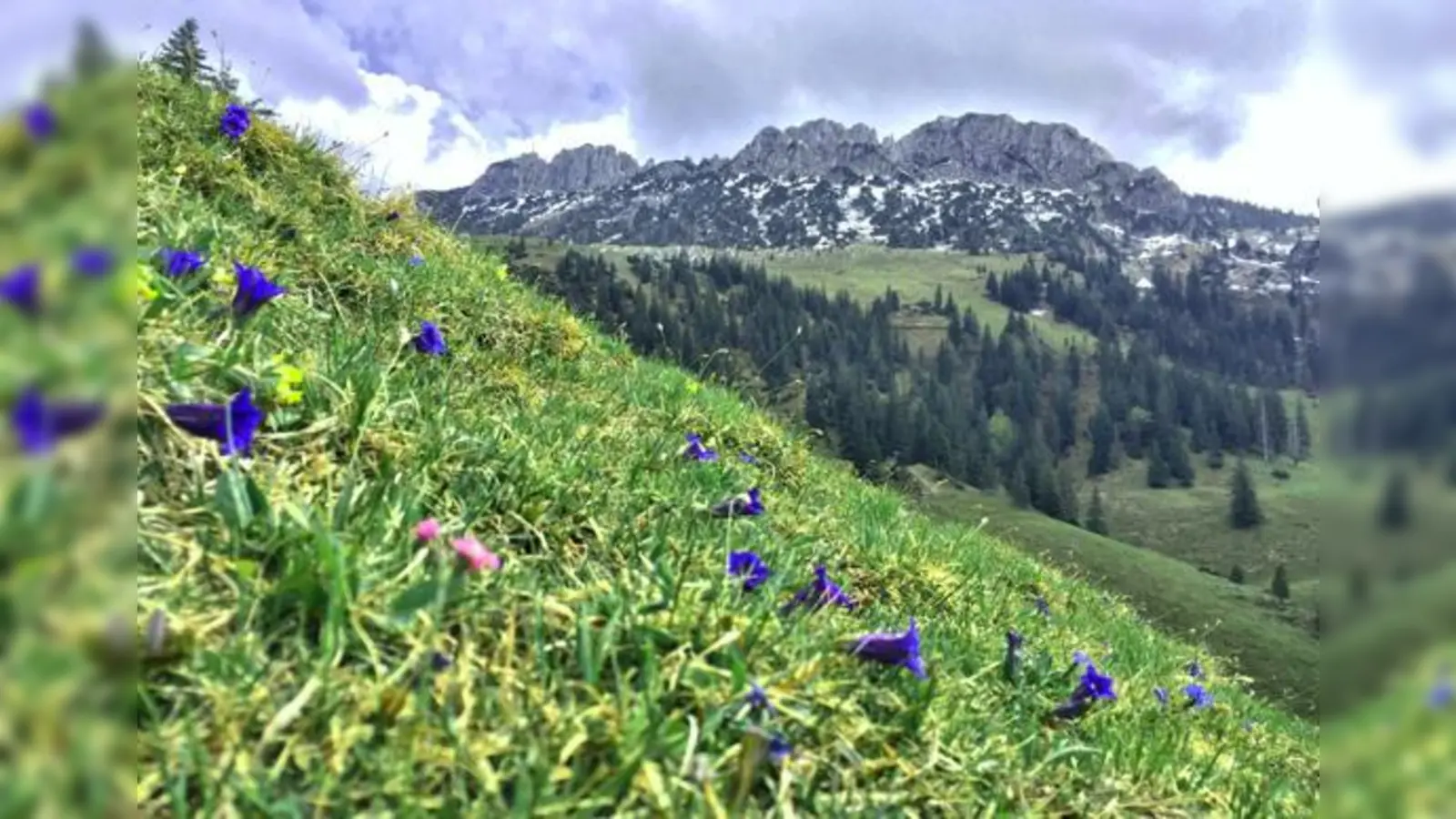 Einzigartige Blumenarten lassen sich derzeit auf den Bergwiesen bestaunen.	 (Foto: H. Reiter)