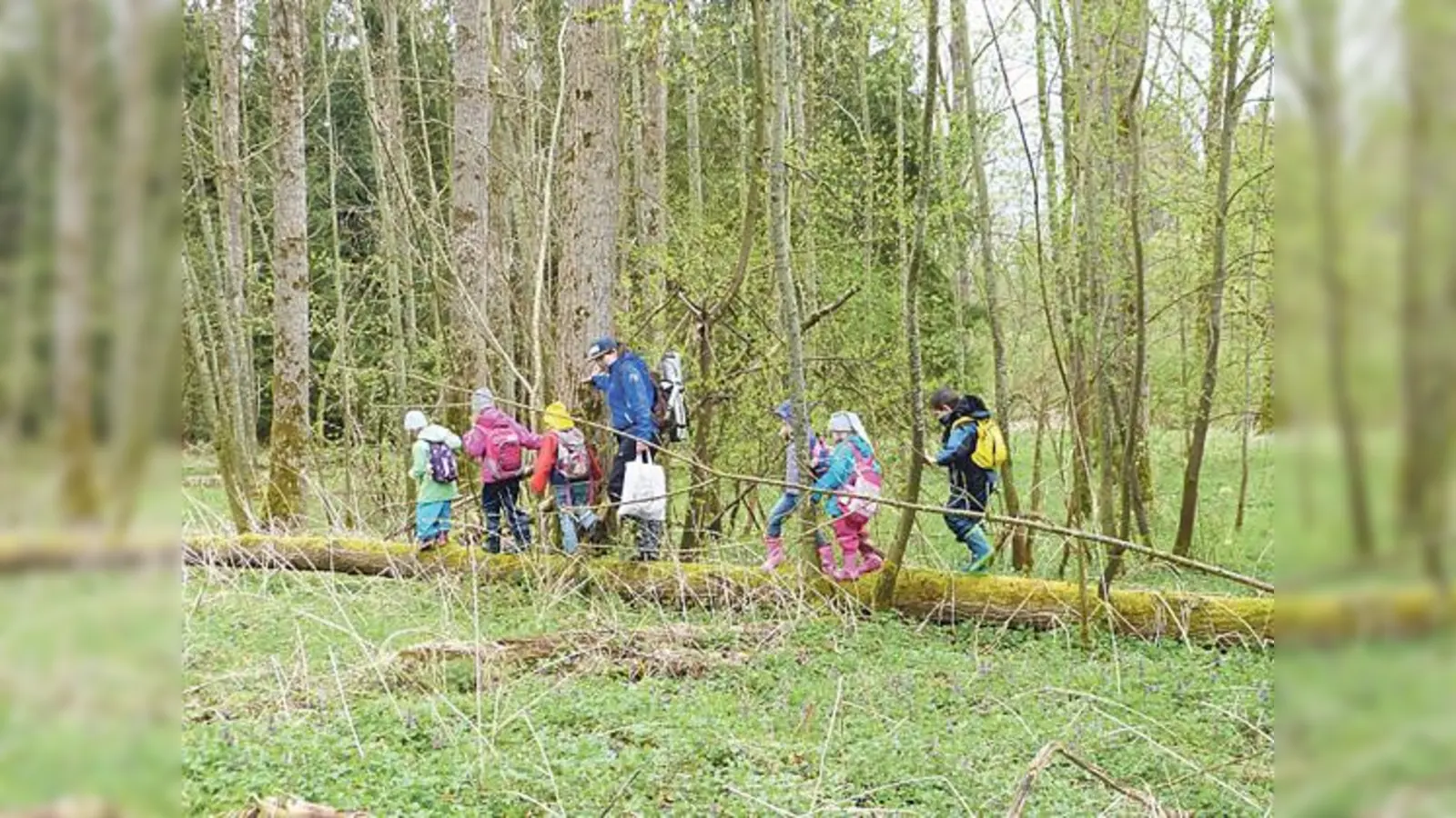 Die Kindergruppen des Landesbundes für Vogelschutz sind viel gemeinsam im Wald unterwegs. 	 (Foto: Meidinger/LBV)
