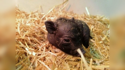 Putziges Kerlchen: Das MiniPig-Ferkel Winnie ist der Glücksbringer des Tierschutzvereins München für 2021. (Foto: Tierschutzverein München)
