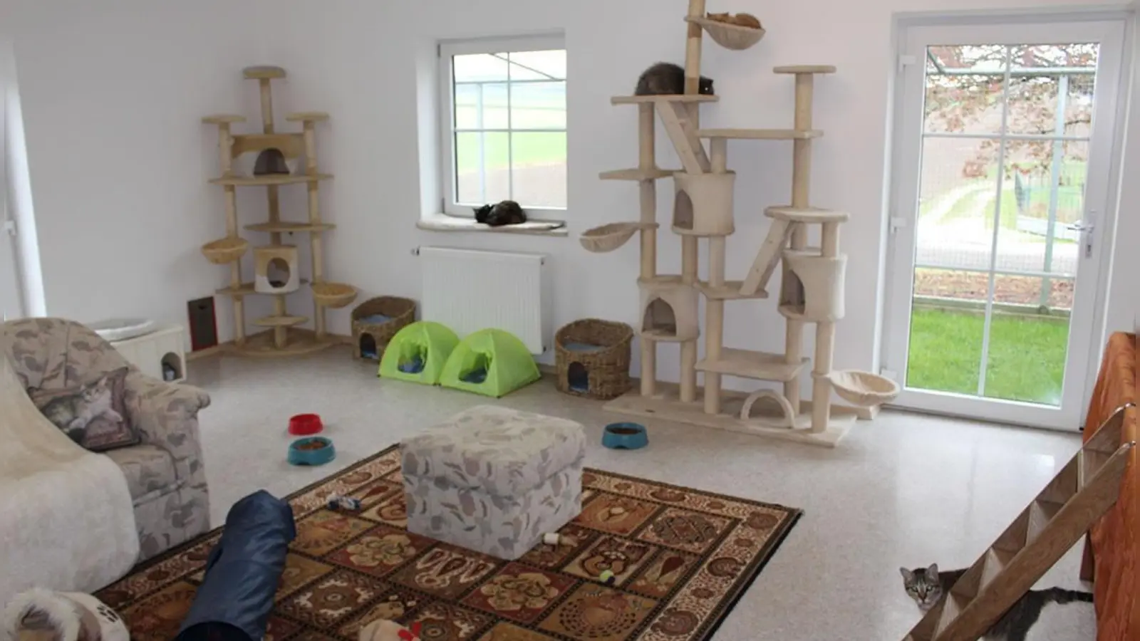 Für Katzen gibt es Gemeinschaftszimmer mit Kratzbäumen und vielem mehr. (Foto: Tierpension Riffenthal)
