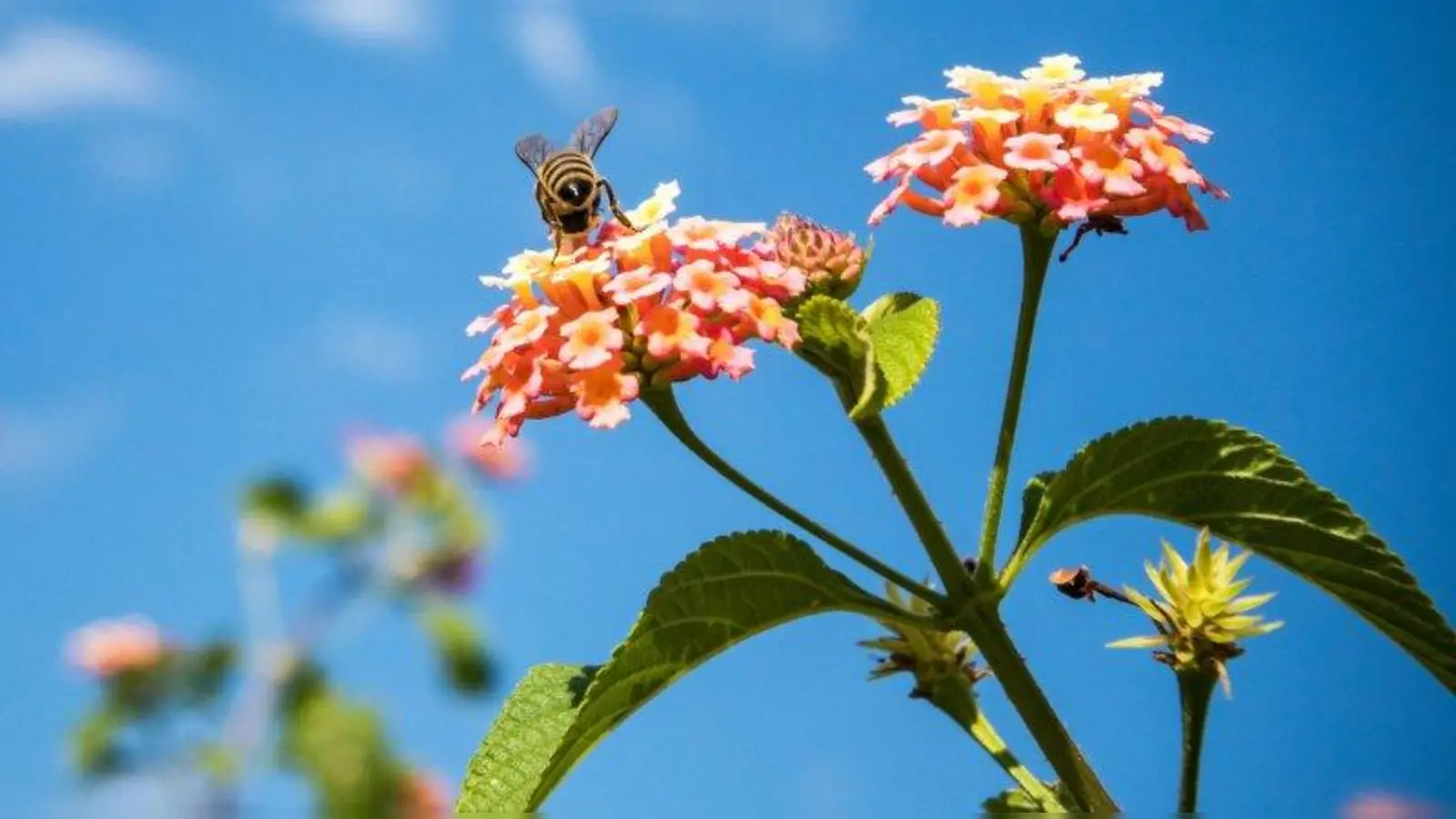 Fluginsekten sind enorm wichtig für die Landwirtschaft und den Erhalt unserer Nahrung und Gesundheit. (Foto: Pflanzen-Kölle)