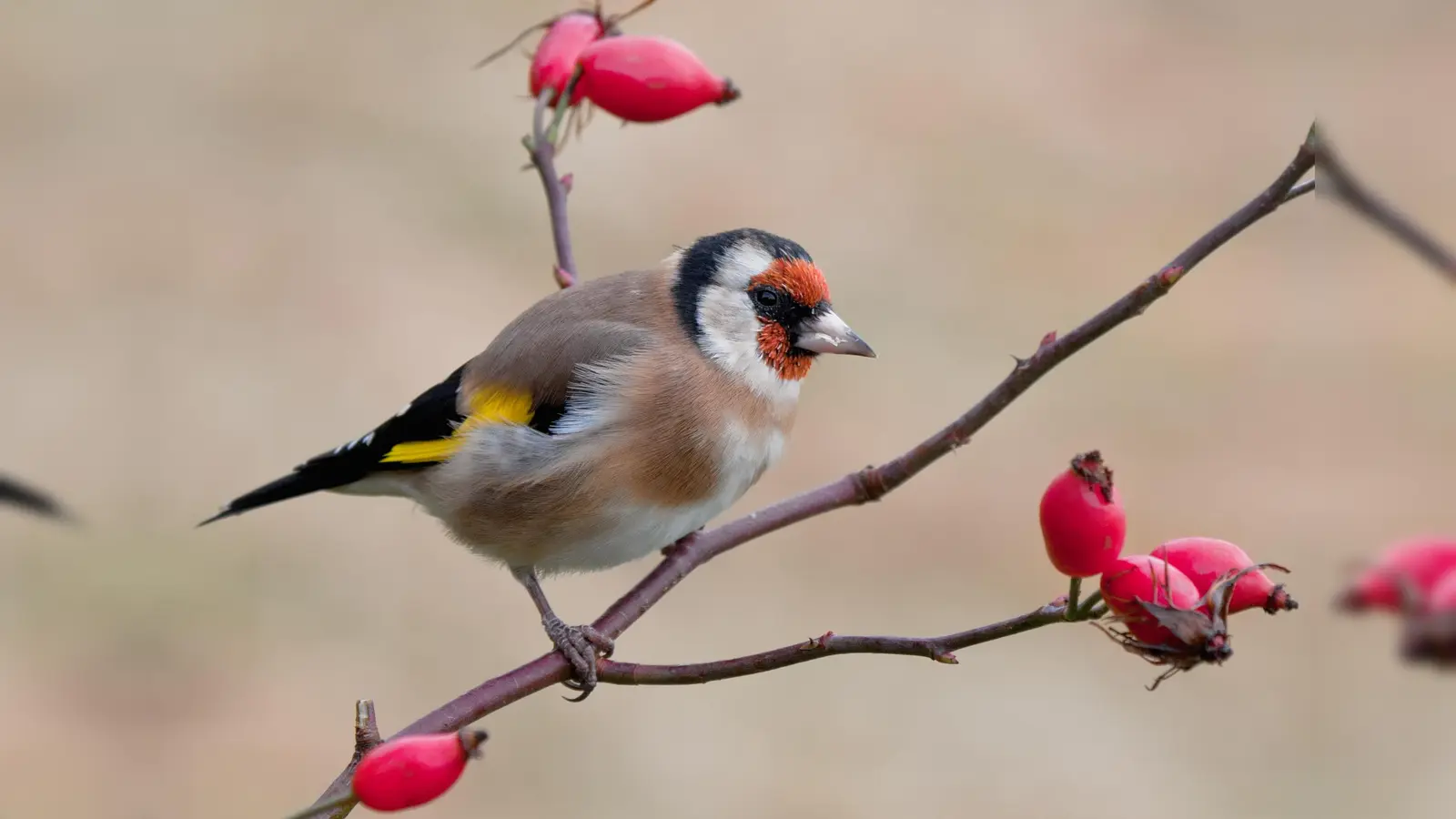 Hübsch anzusehen: der Stieglitz. (Foto: Andreas Giessler/LBV)