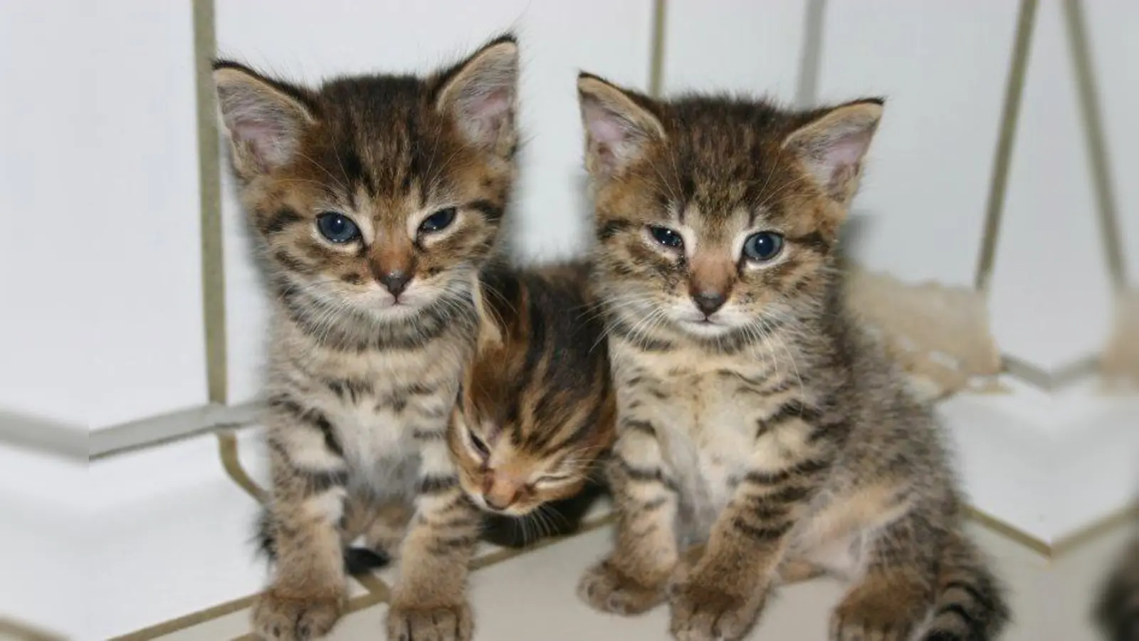 Kleine Katzen haben einen hohen Niedlichkeitsfaktor. Das erspart vielen aber nicht ein Streunerleben auf der Straße. (Foto: Tierschutzverein München)
