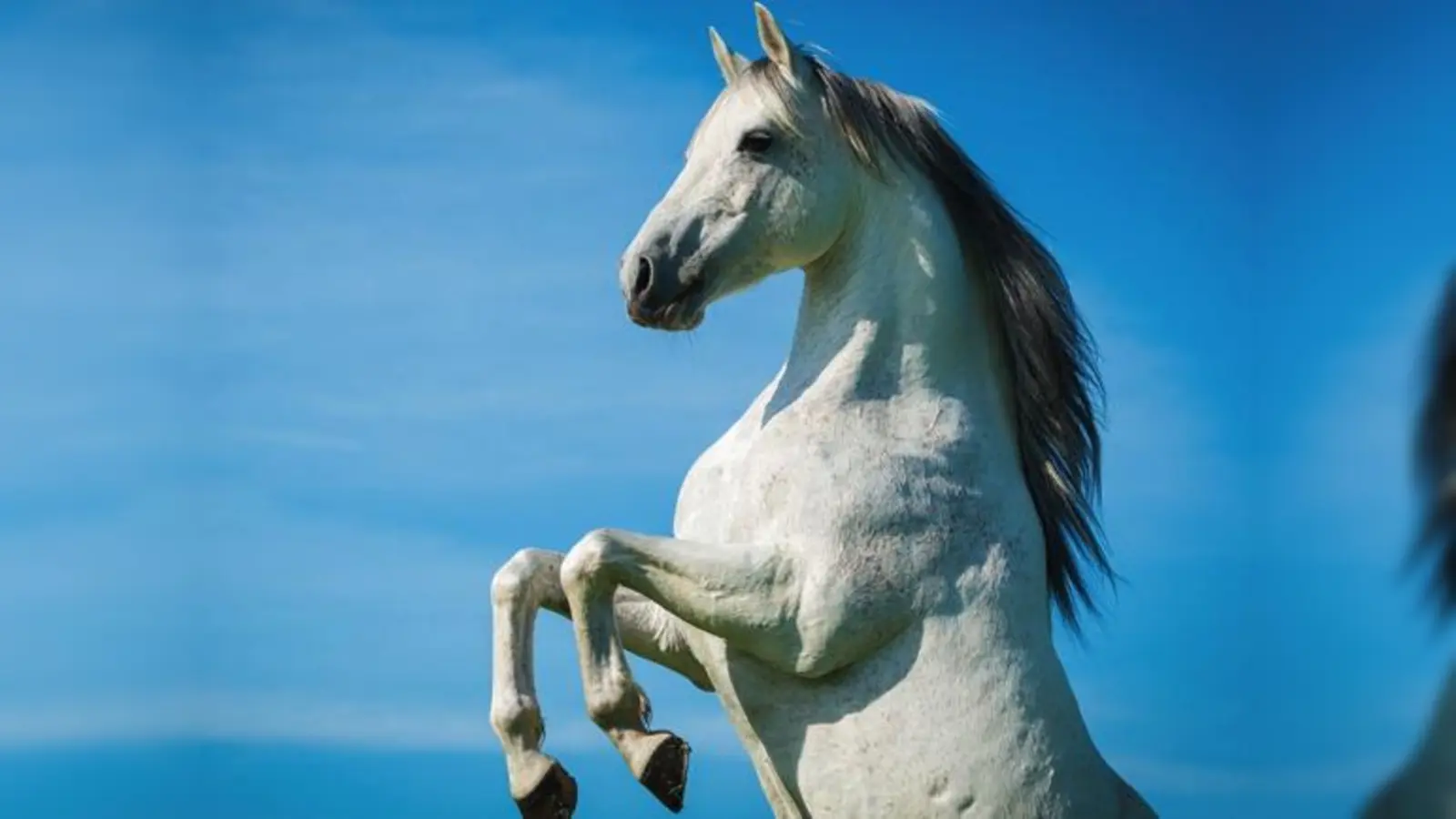 Araberhengst Fugi   (Foto: Claudia Rahlmeier)