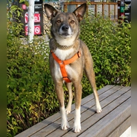 Charakterlich ist er sehr selbstständig und wachsam. (Foto: Tierheim Riem)