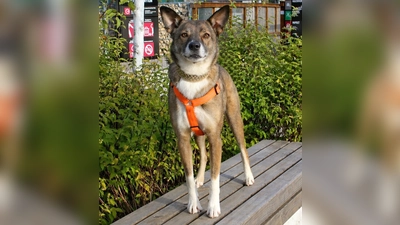 Charakterlich ist er sehr selbstständig und wachsam. (Foto: Tierheim Riem)