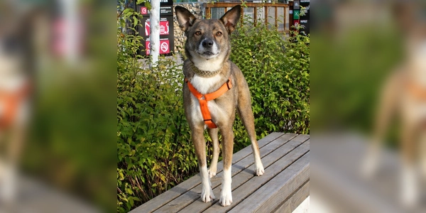 Charakterlich ist er sehr selbstständig und wachsam. (Foto: Tierheim Riem)