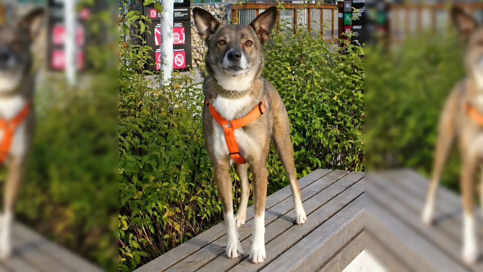 Charakterlich ist er sehr selbstständig und wachsam. (Foto: Tierheim Riem)