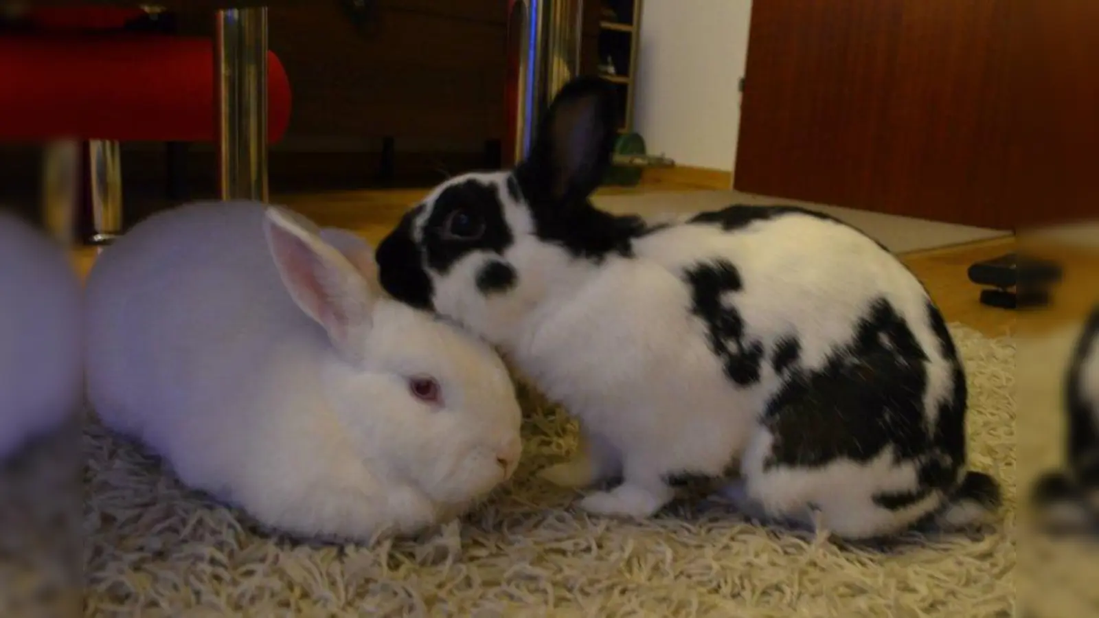 Tierheim-Tieren eine Chance geben: Pauline (l.) und Oliver warteten einst im Tierheim auf ein neues Zuhause. Heute dürfen sie rund um die Uhr frei in der Wohnung ihrer Halterin hoppeln. (Foto: eis)