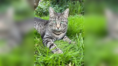 Kater Simba ist Freigänger: gechipped und kastriert. (Foto: Chiara Fischer)