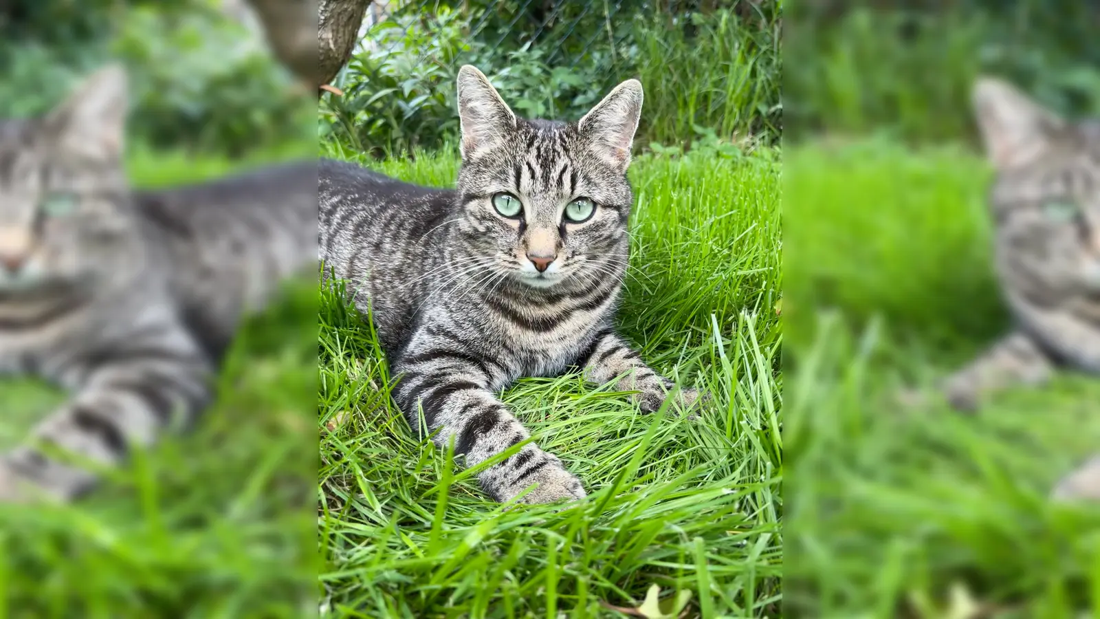 Kater Simba ist Freigänger: gechipped und kastriert. (Foto: Chiara Fischer)