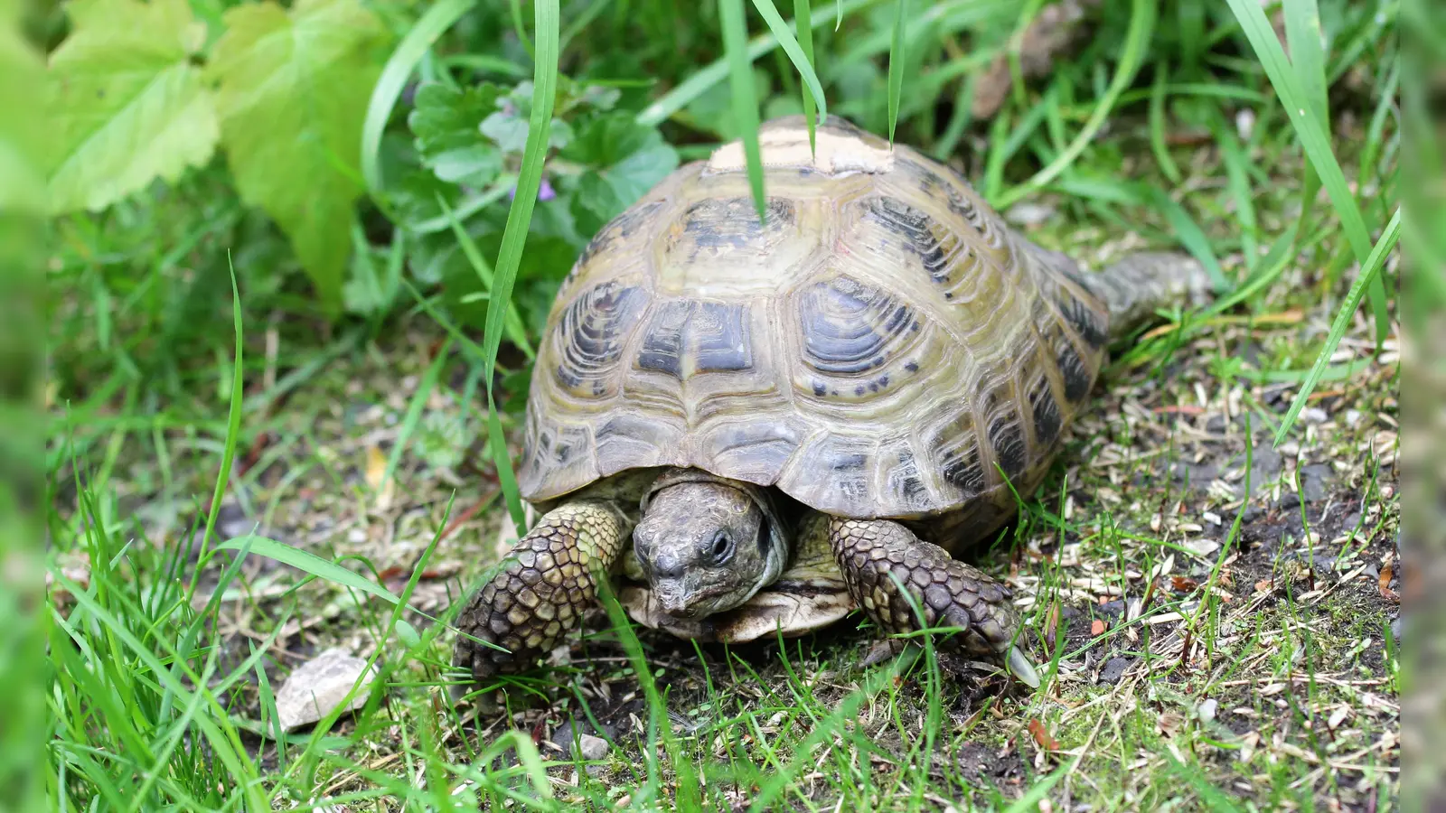 Schildkröten haben ein bemerkenswertes Gedächtnis. Dies haben Forschungsergebnisse bewiesen.  (Foto: dek)