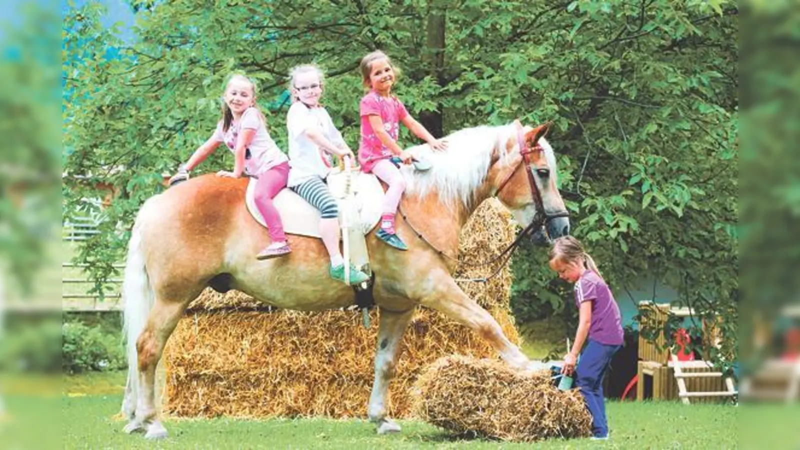 Verpassen Sie nicht die ­internationale Haflinger-Show!  (Foto: Veranstalter)