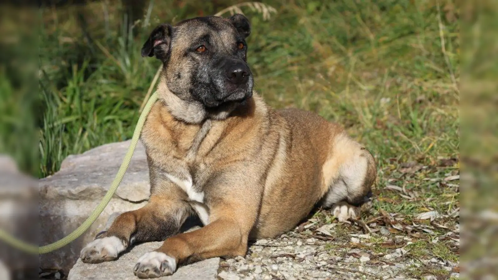 Taltos ist nur einer von vielen Hunden, die auf ein neues Zuhause warten. (Foto: Tierheim München)