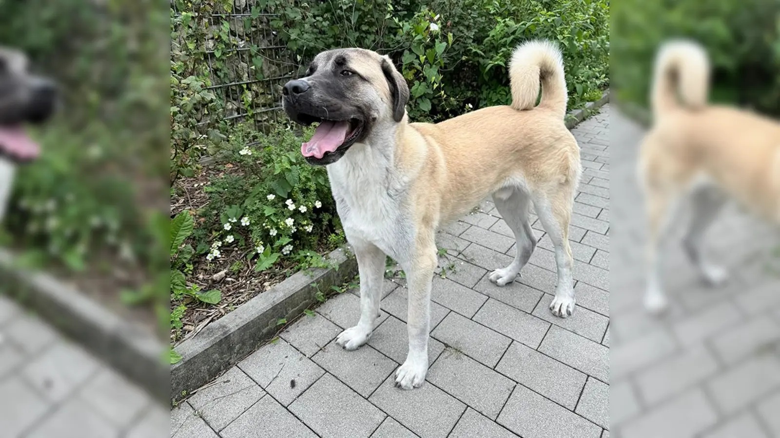 Panda ist ein junger Kangal-Mix und sucht Menschen, die ihm Sicherheit, Struktur und Zuwendung bieten. (Foto: Tierheim Riem)