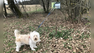 Während der Brutzeit der Vögel sollen Hunde an die Leine, um Bodenbrüter nicht zu stören. (Foto: pst)