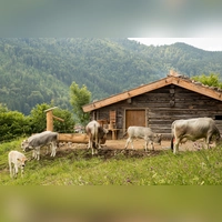 Auf den Almen wurde die Milch durch das Kasen hatlbar gemacht. (Foto: Markus Wasmeier)